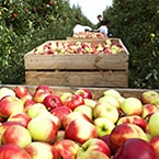 lafruitbox livraison panier fruits bio entreprise nantes
