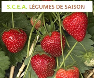 fruits de saison panier de fruits bio local