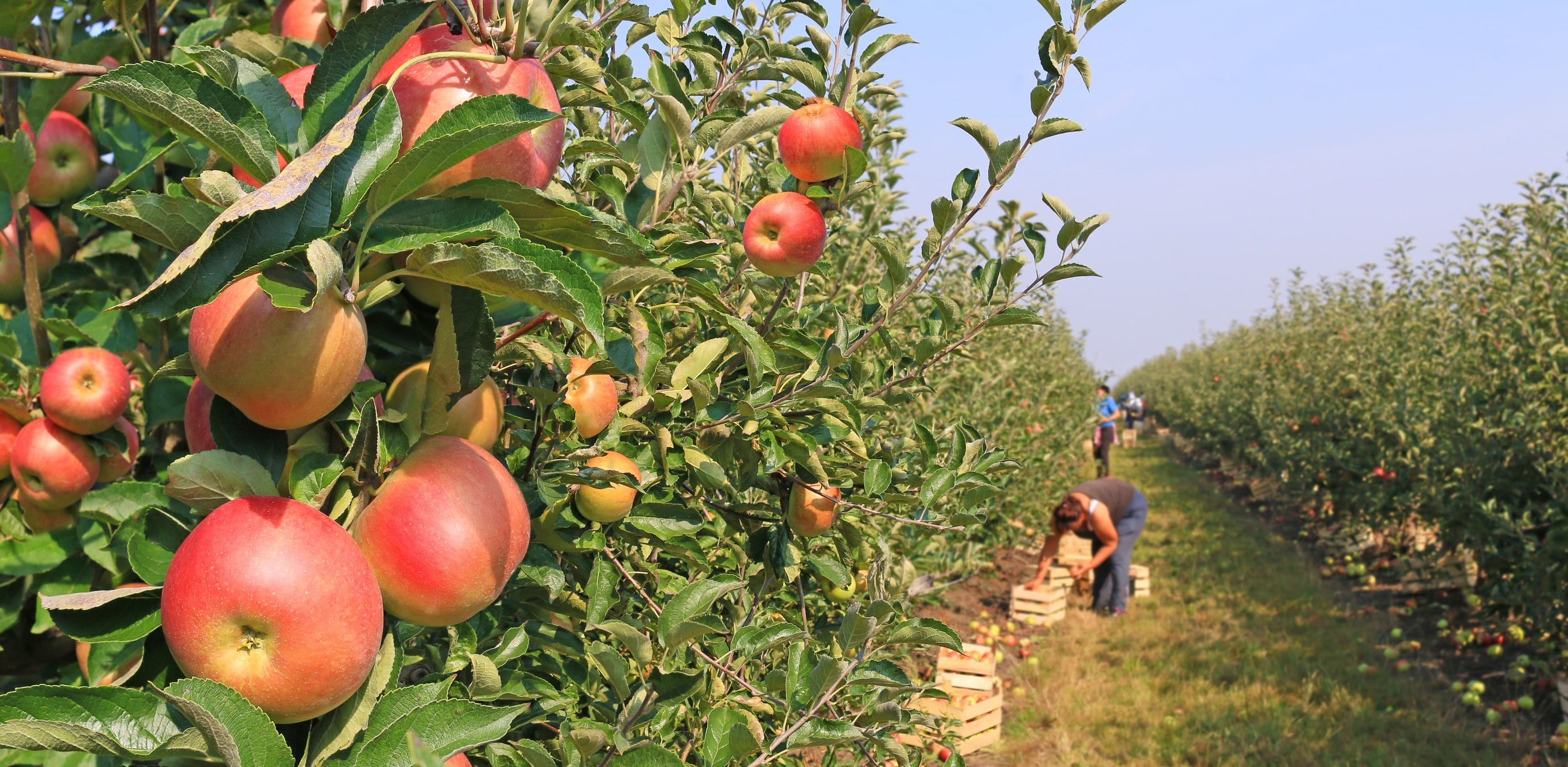 corbeille de fruits bio livrée en circuit court par producteurs locaux près de Nantes